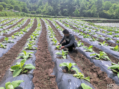 寶云街道 科技助力強(qiáng)管理 服務(wù)上門(mén)促增收——扎實(shí)做好烤煙中耕管理工作